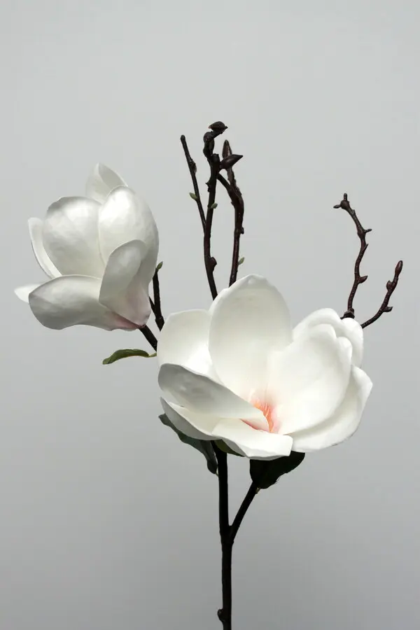 Magnolia Branch in White, 75cm
