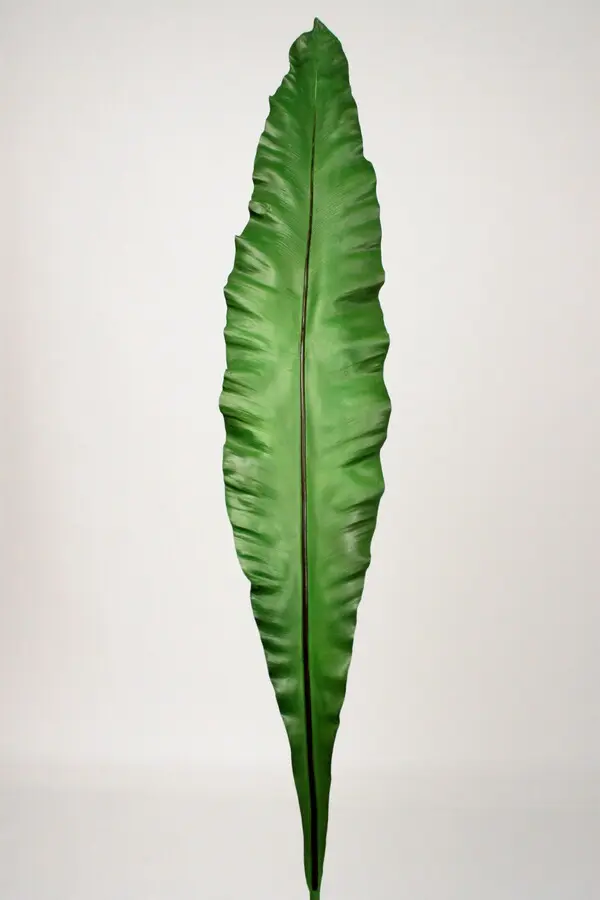Galax Leaf in Dark Green, 115cm