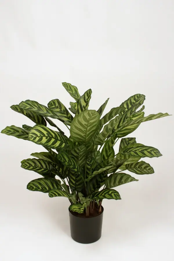 Calathea Makoyana Bush with 65 Leaves, 78cm 