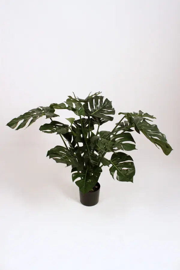 Split Philodendron Potted Plant with 18 Leaves, 80cm