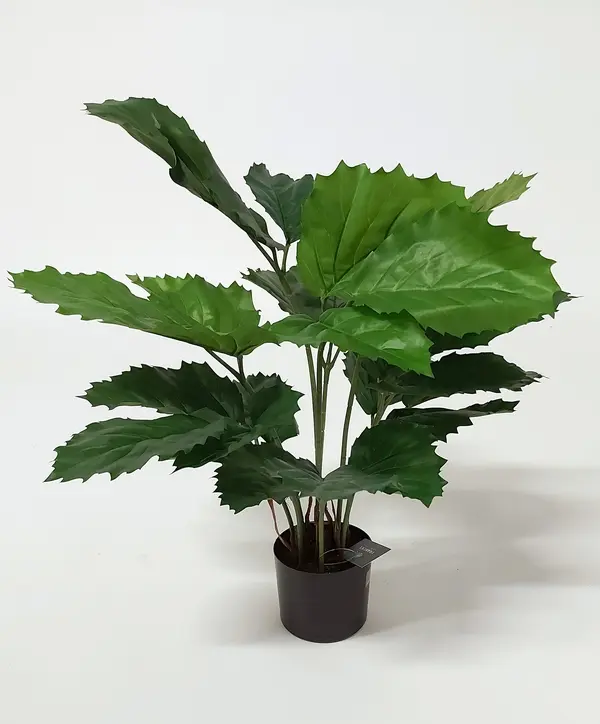 Tetrastigma Potted Bush with 30 Leaves