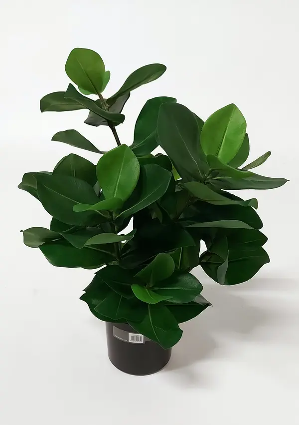 Clusia Potted Bush with 87 Leaves, 45cm