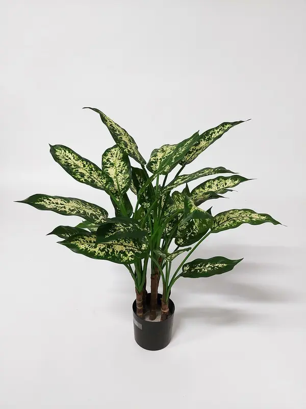 Dieffenbachia Candida with 34 Leaves, 60cm