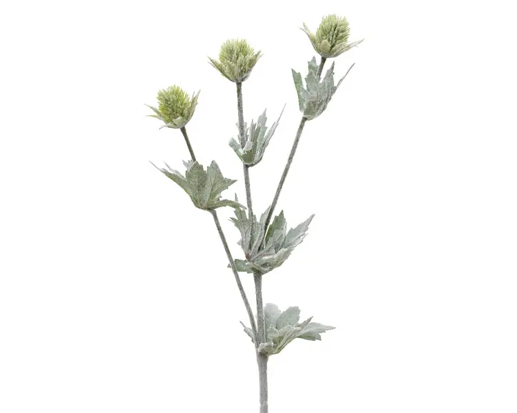 Eryngium Spray with Frosted Leaves Image