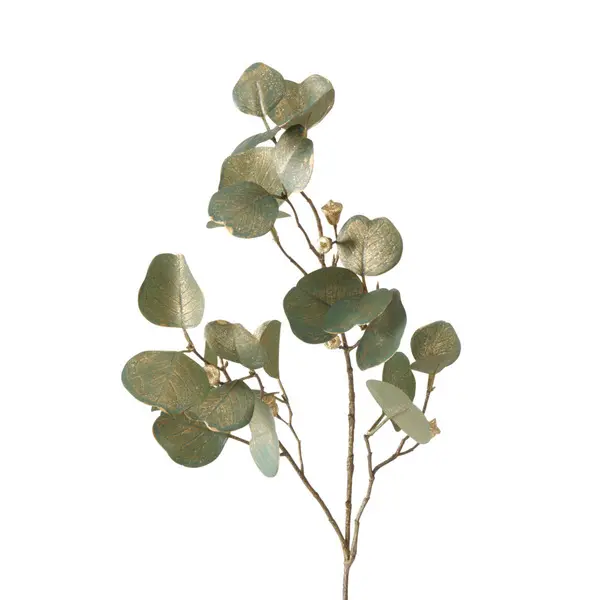 Decorative branch , Eucalyptus, Indoor, H 82 cm