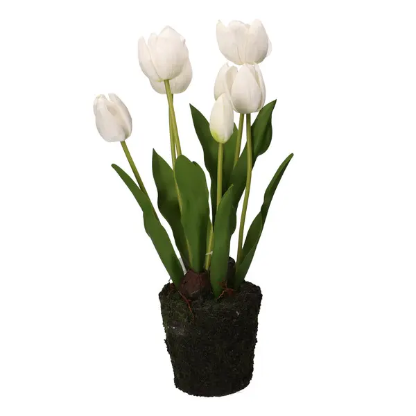 Tulip Root Balls, Anna - Plastic 12.5cm