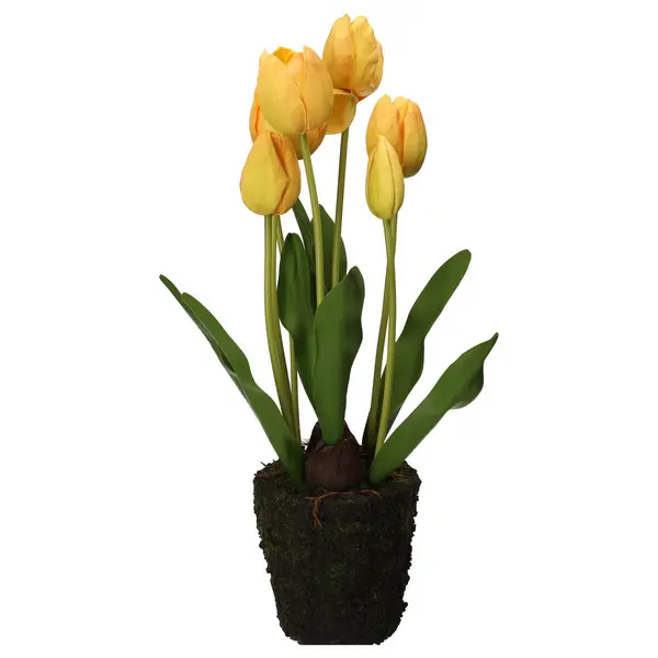 Yellow Tulip Root Balls, Anna - Plastic 12.5cm