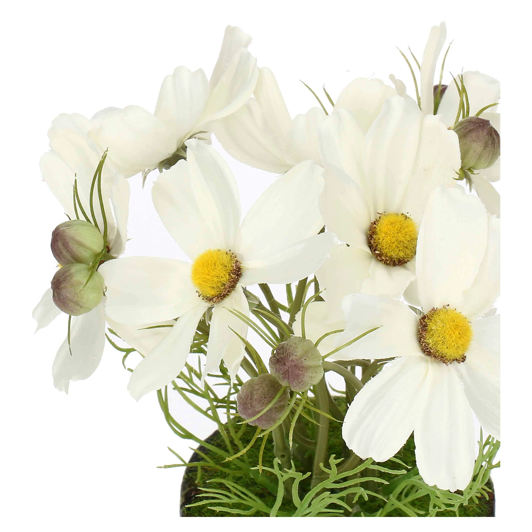 ILMAZZOLINO COSMOS WHITE W CLOD Gallery