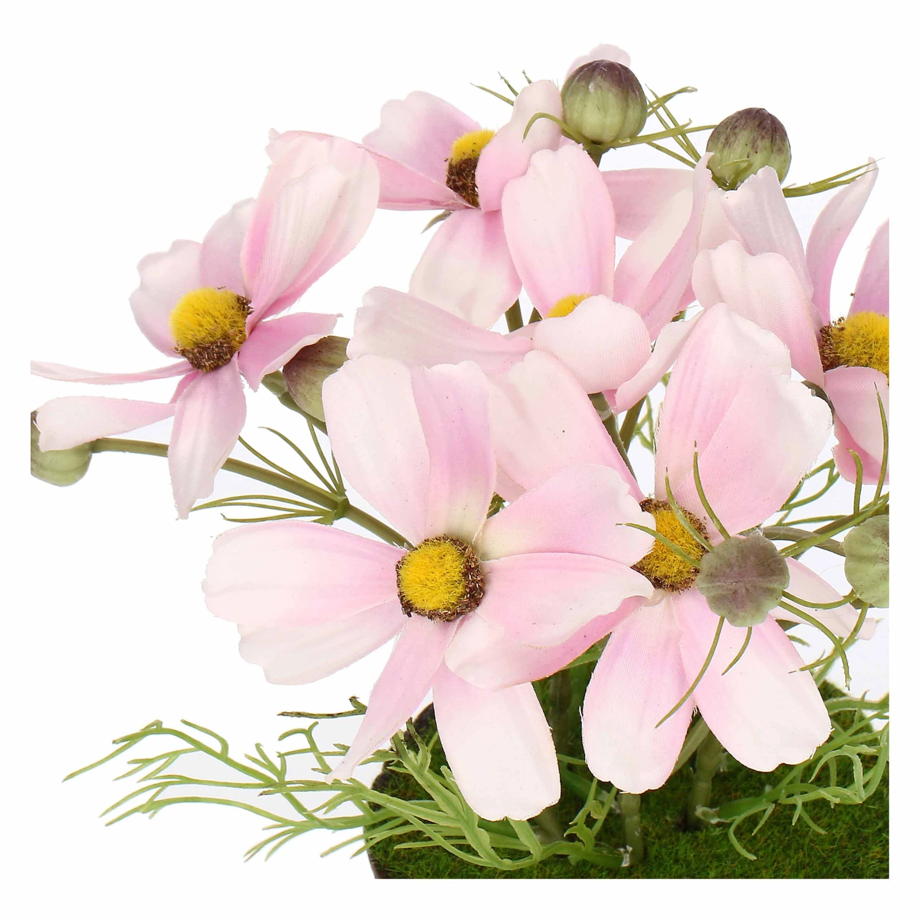 ILMAZZOLINO COSMOS PINK W CLOD Gallery