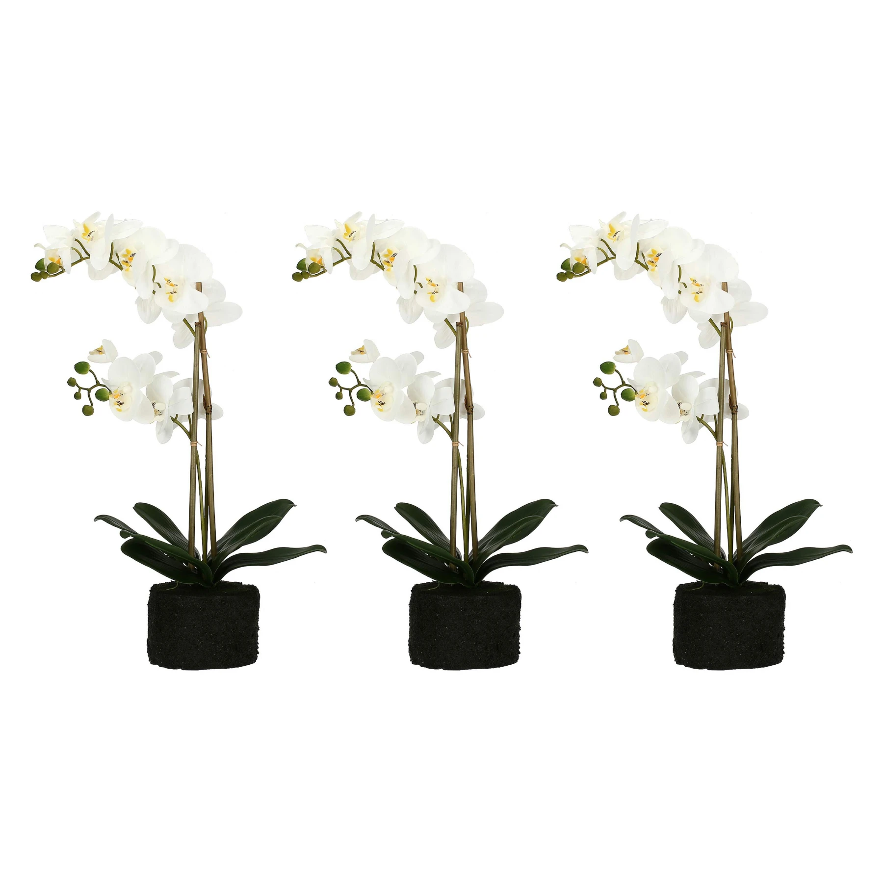 VERONICA CLUMP WITH WHITE ORCHIDS L(#) Gallery
