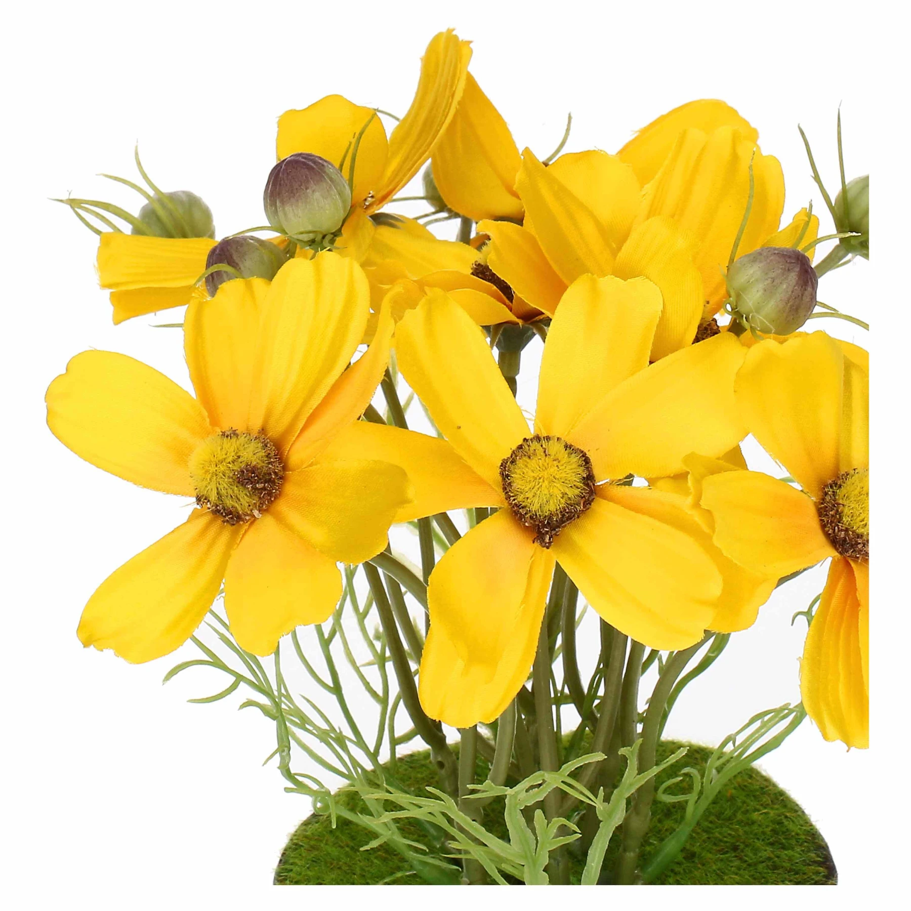ILMAZZOLINO COSMOS YELLOW W CLOD Gallery