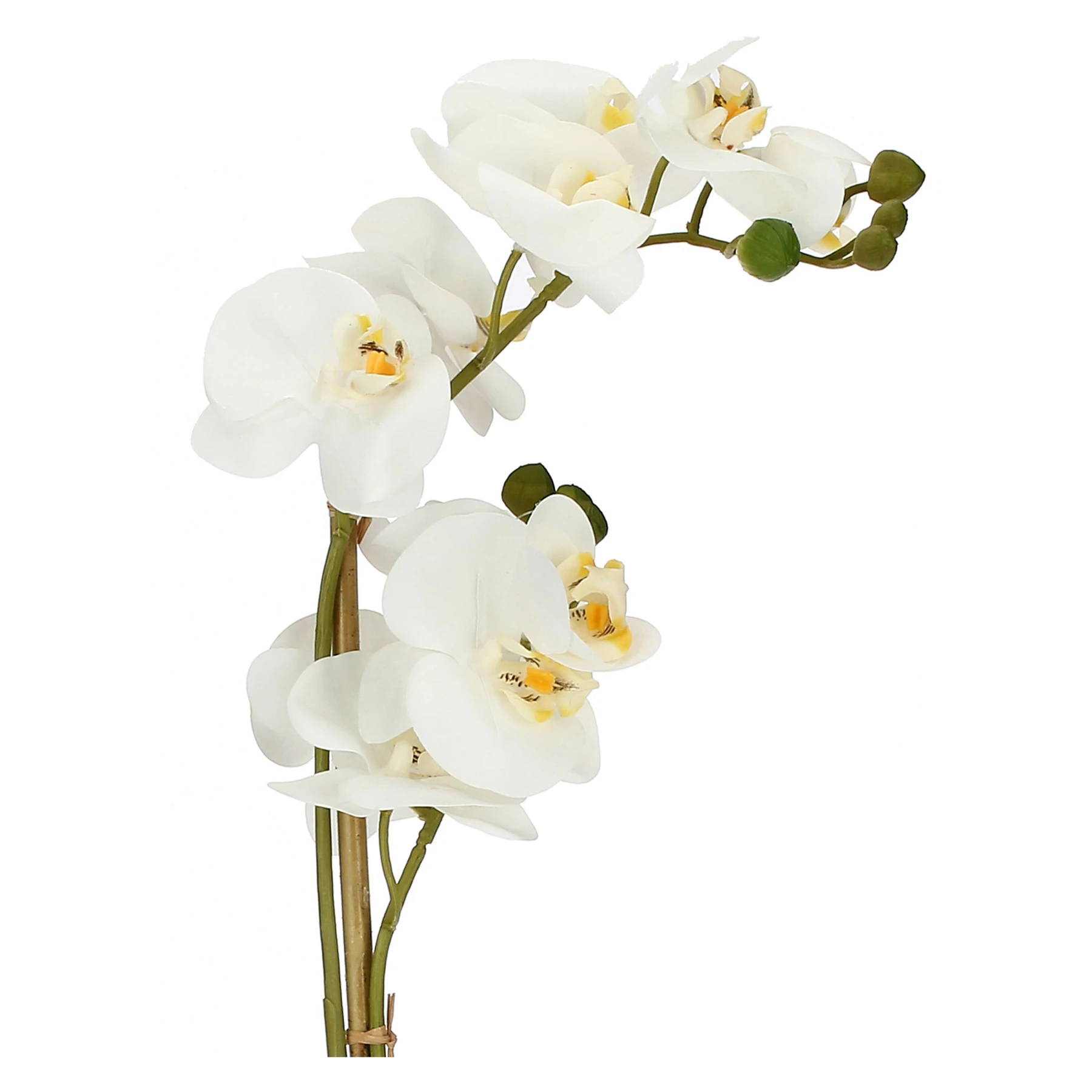 VERONICA CLUMP WITH WHITE ORCHIDS M(#) Gallery