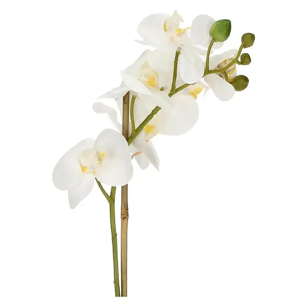 VERONICA CLUMP WITH WHITE ORCHIDS S(#) 1 Image