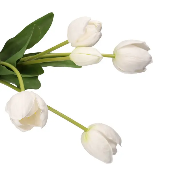 ANNA BUNCH TULIP WHITE STEM 1 Image