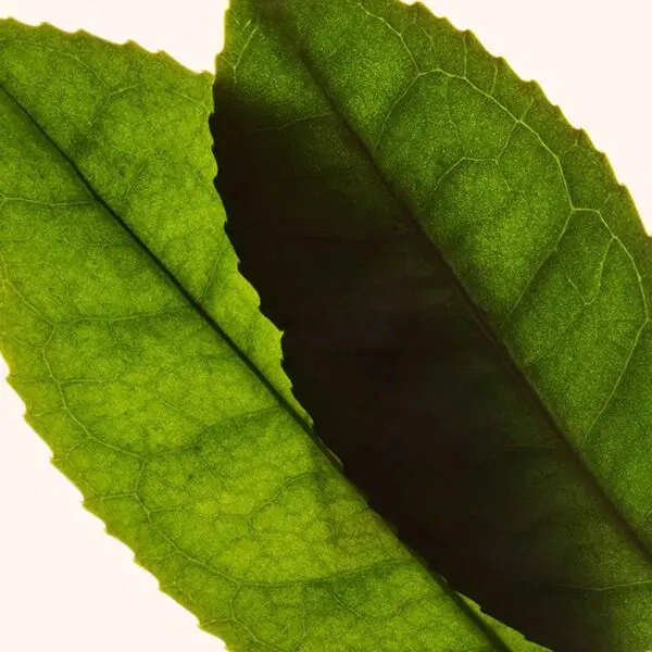 Instant Concealer Long Wearing + Crease Free 3 Image